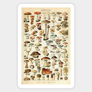 Champignon I Vintage French Mushroom Chart by Adolphe Millot Sticker